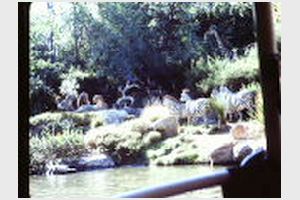 Disneyland och Sea World (23).JPG